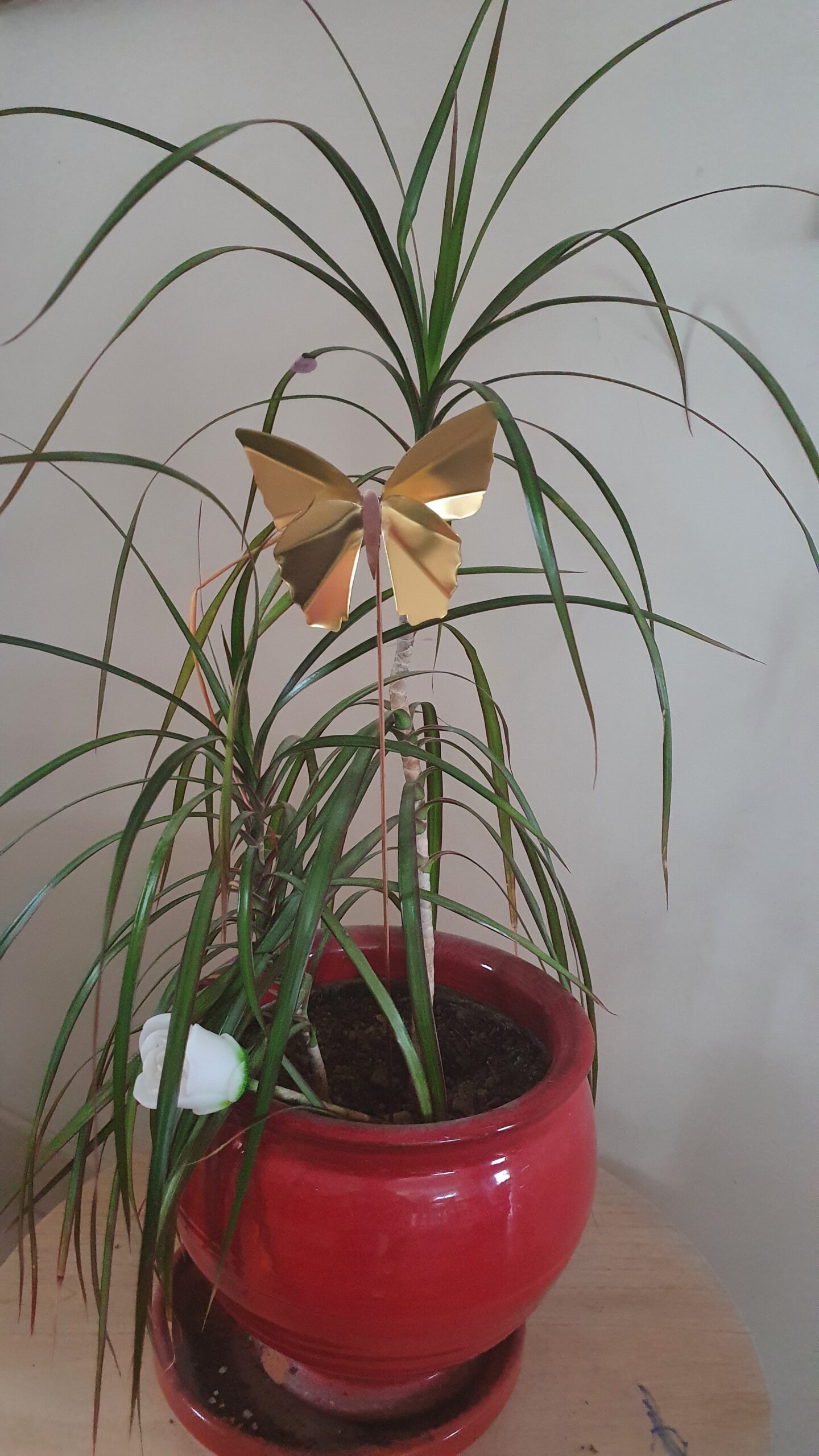 Papillons